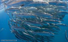 Herring